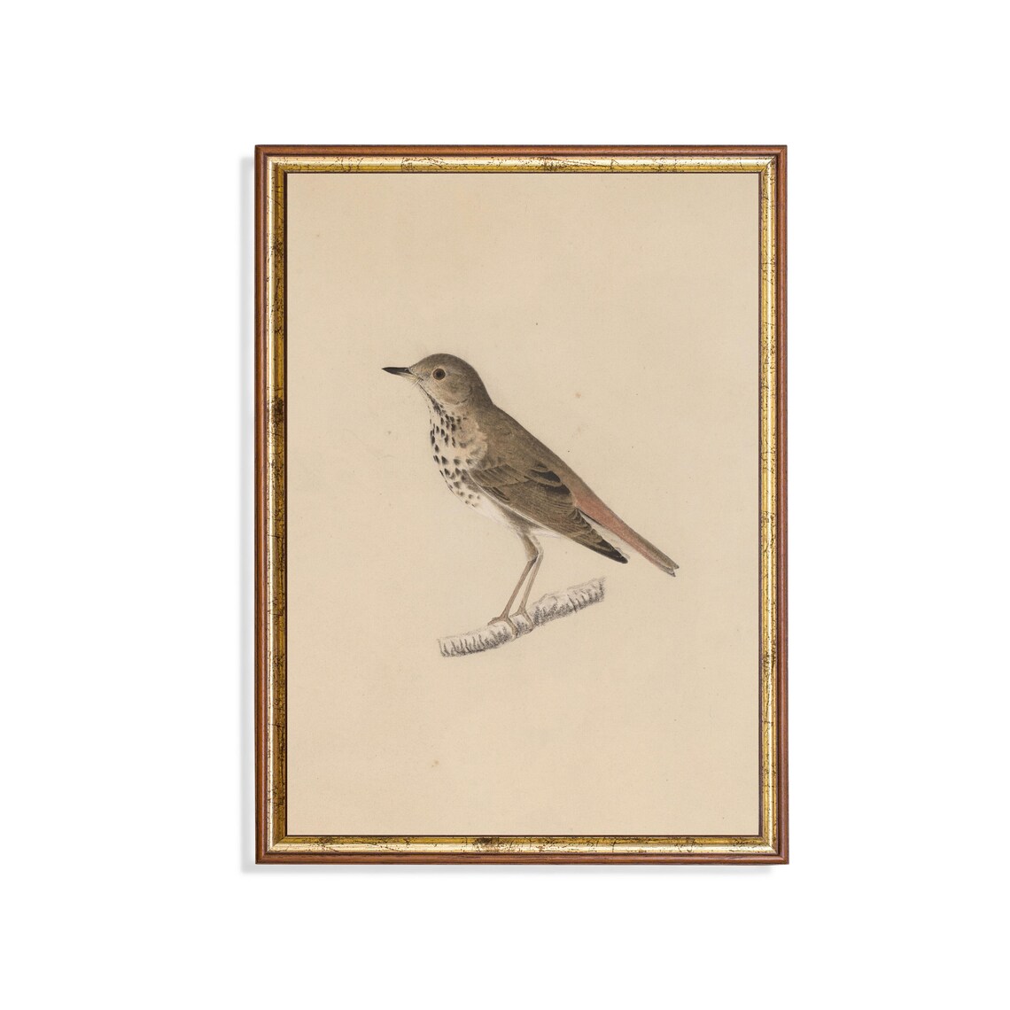Vintage Bird Sketch, Antique Farmhouse Art Print