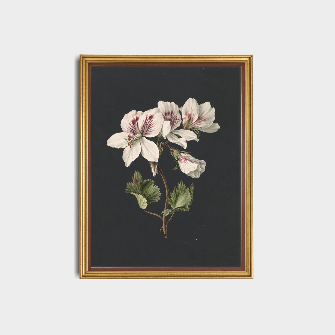 White Geranium Botanical Study on Dramatic Dark Vintage Art Poster - Image 3