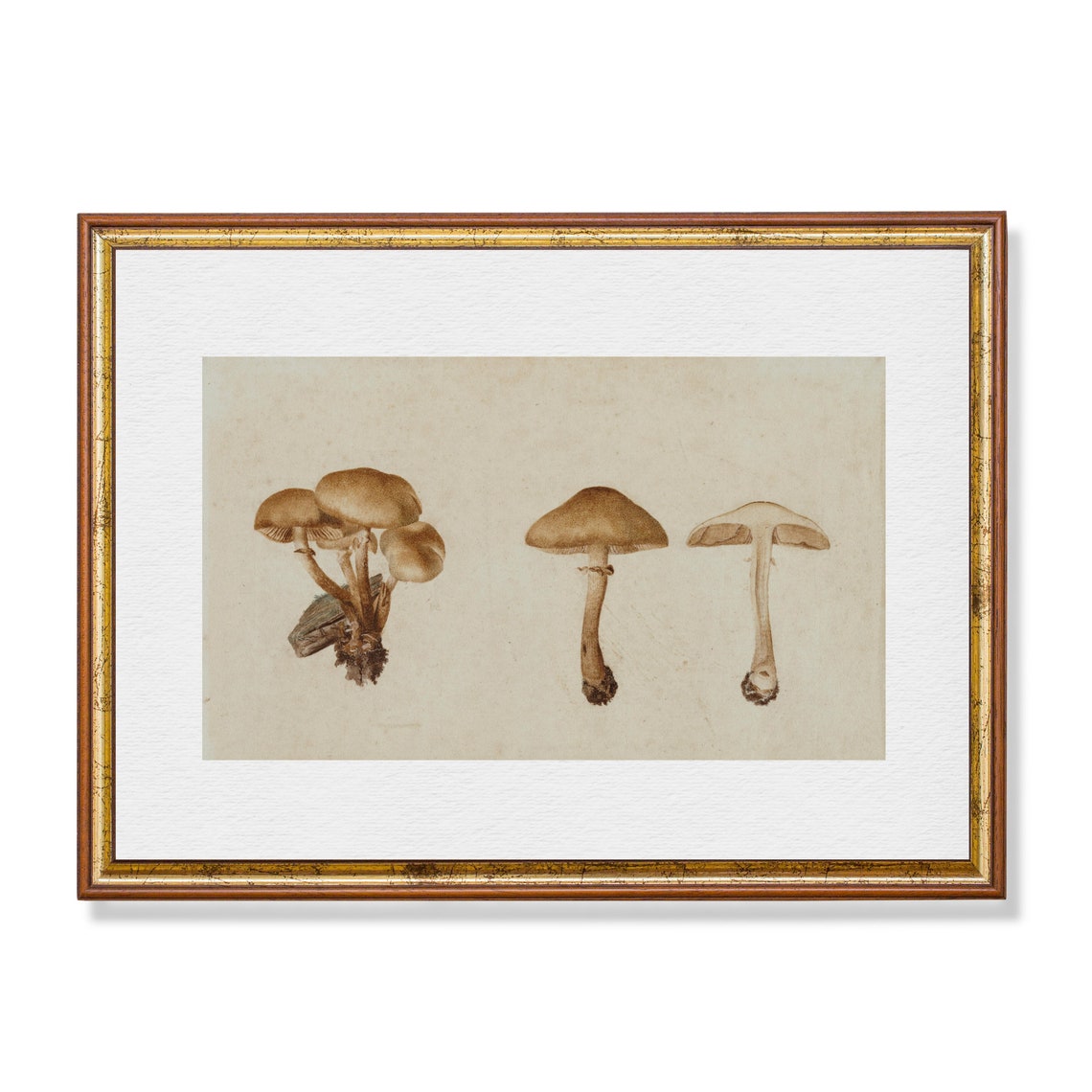 Antique Botanical Study of Brown Mushrooms Watercolor Poster