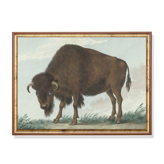 American Bison Standing in Tall Grass Vintage Wildlife Poster