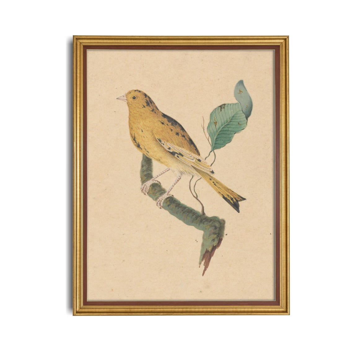 Yellow Bird on Branch Antique Watercolor Bird Illustration Poster - Image 4