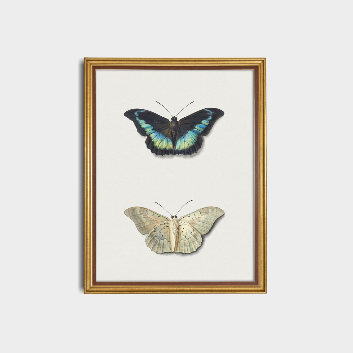 Antique Butterfly Pair Vintage Scientific Illustration Classic Poster - Image 3