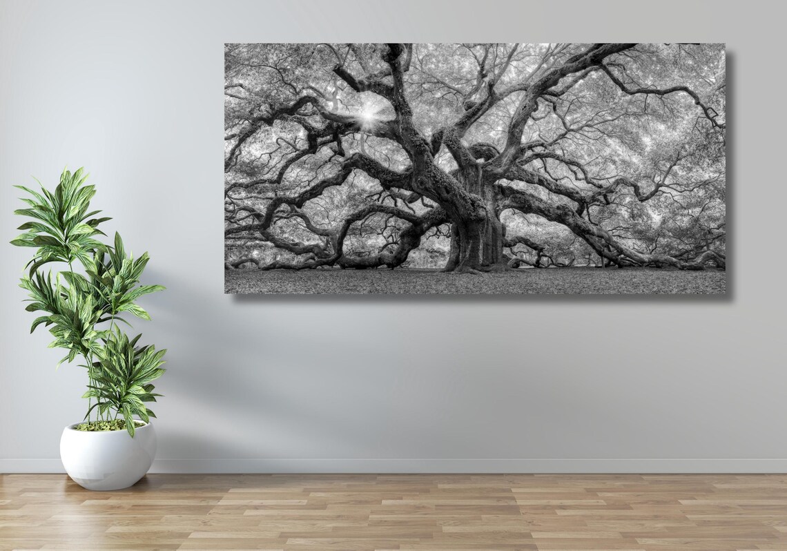 Old Angel Oak Tree, South Carolina Art Print - Image 3