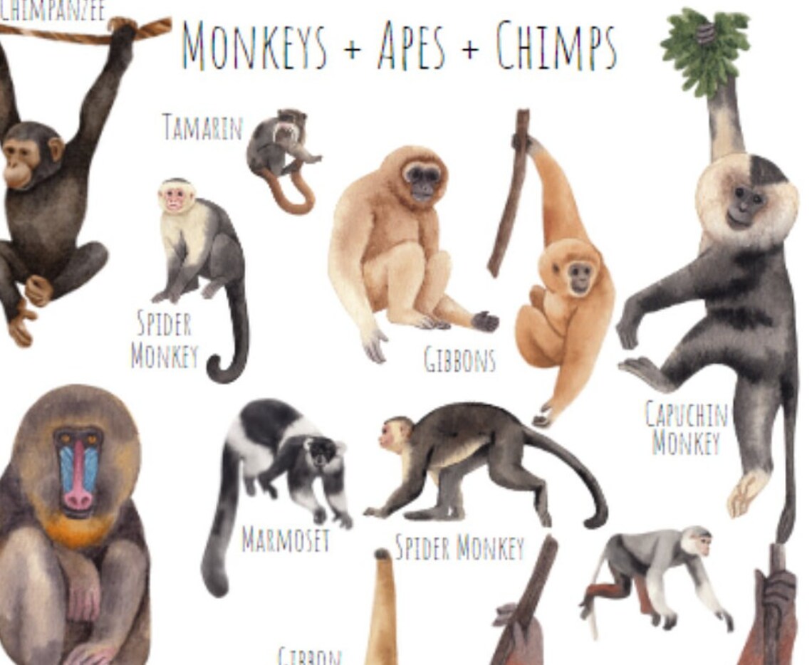 Watercolor Monkeys Apes and Chimps Species Chart Kids Room Art Poster - Image 3