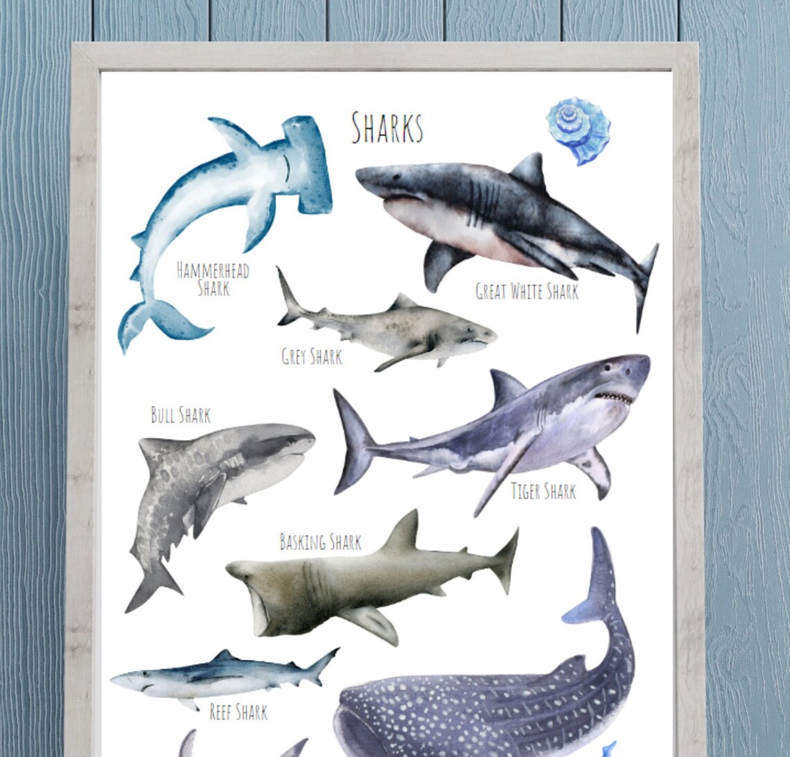 Sharks Poster, Unique Sharks From Around The World - Image 2