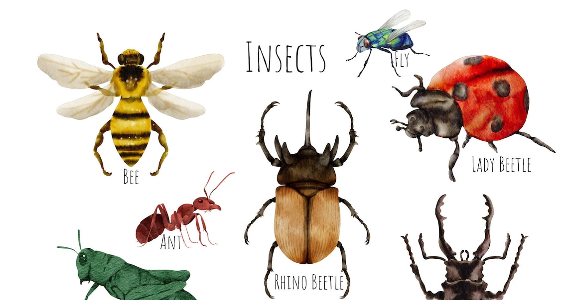 Insects Bugs Art Print, Unique Insect Study - Image 4
