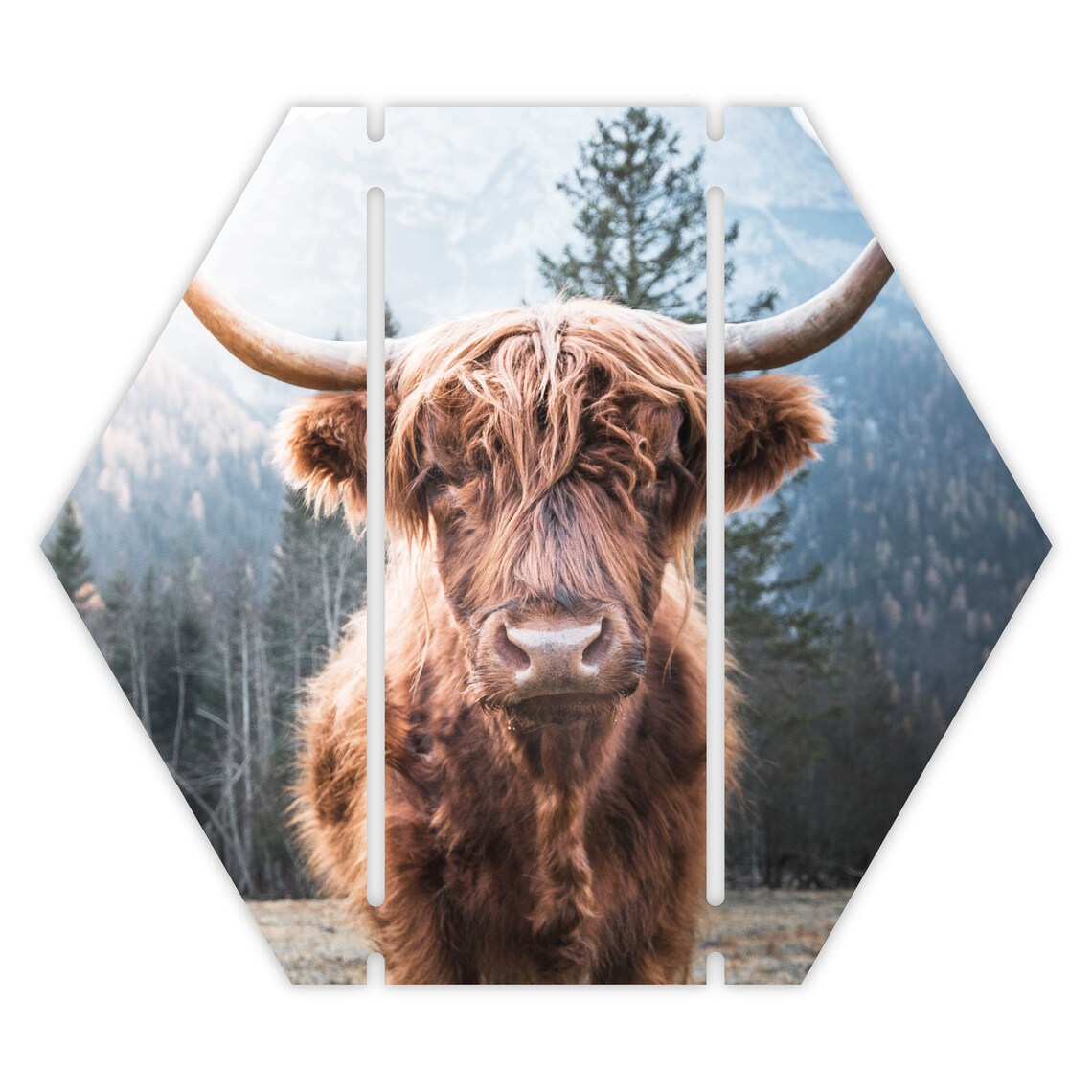 Highland Cow Portrait Longhorn Cattle Farmhouse Photo Poster - Image 2