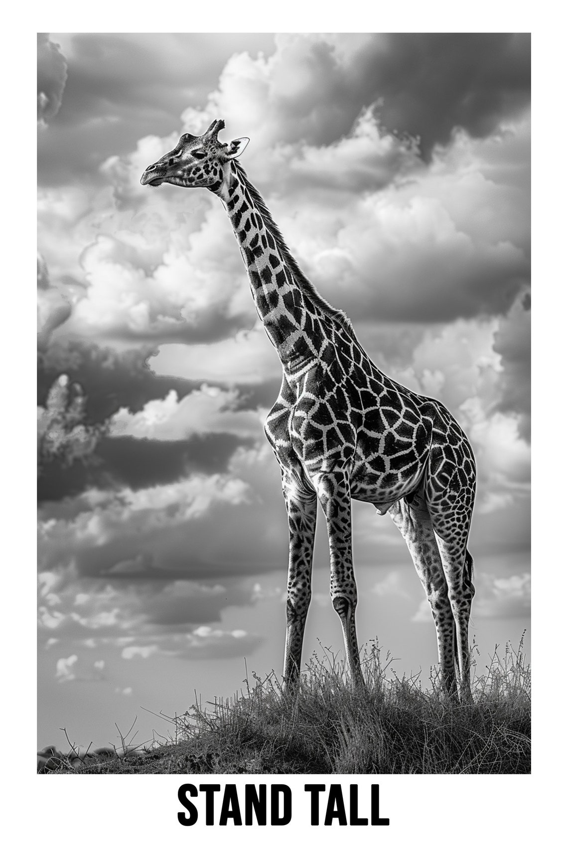 Stand Tall Giraffe Portrait Black And White Photography Poster - Image 2