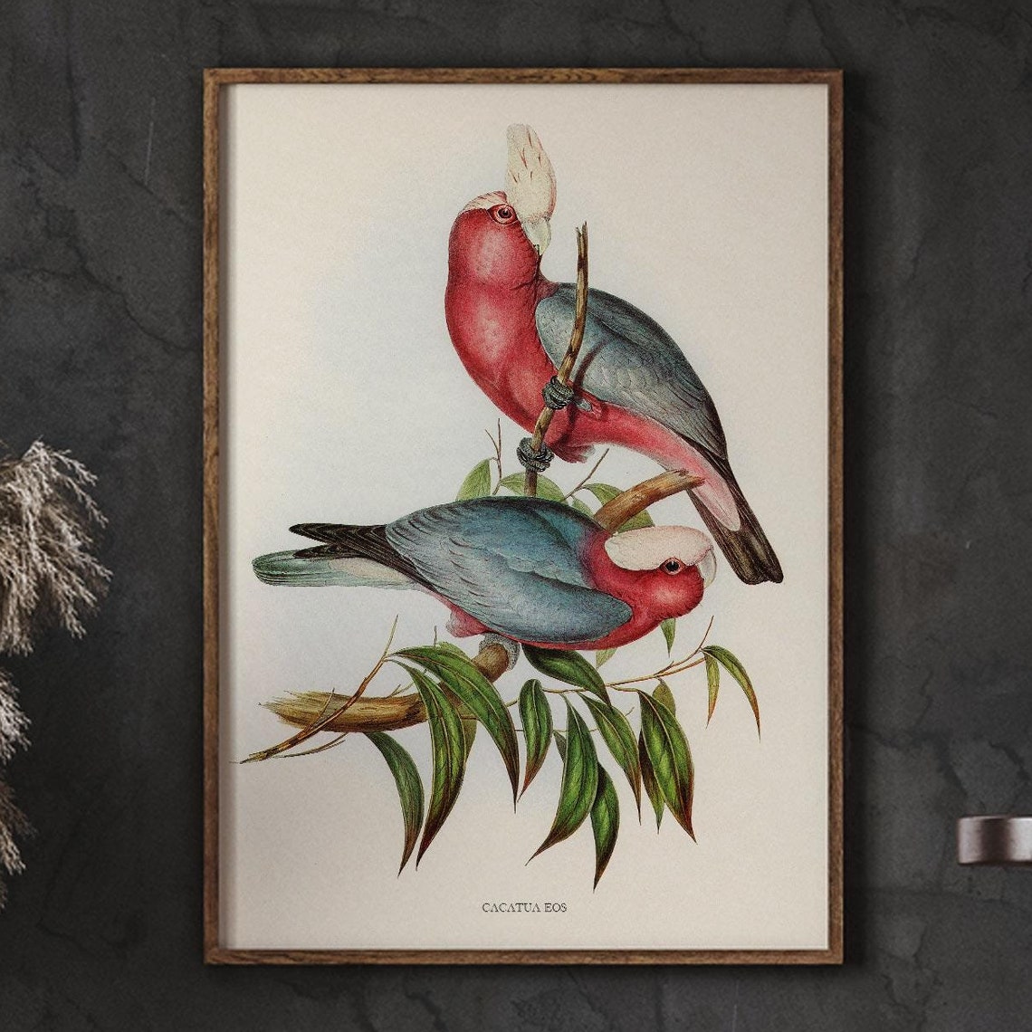 Cacatua Eos Galah Cockatoo Pair Vintage Bird Illustration Poster