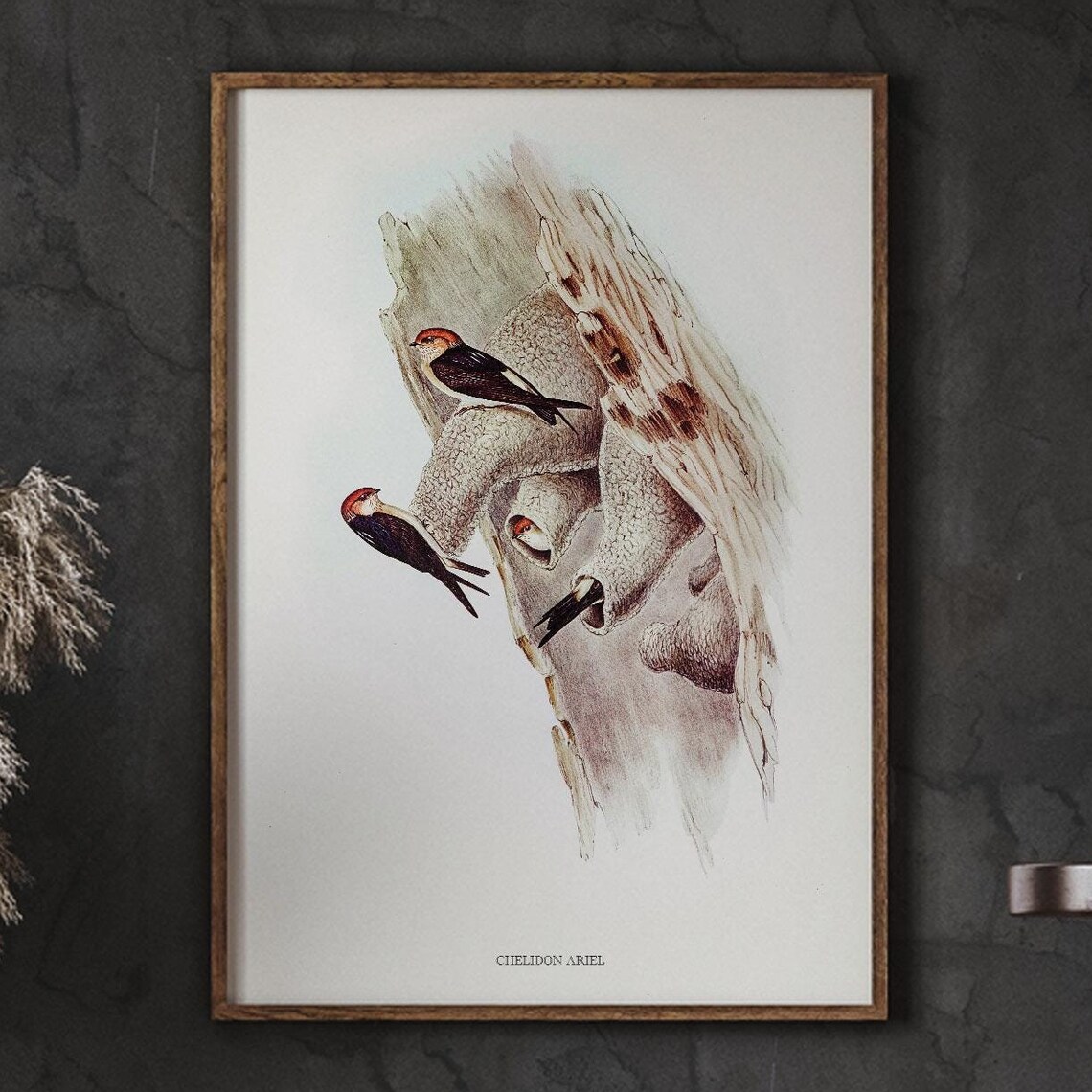 Chelidon Ariel Fairy Martin Swallows Vintage Bird Illustration Poster