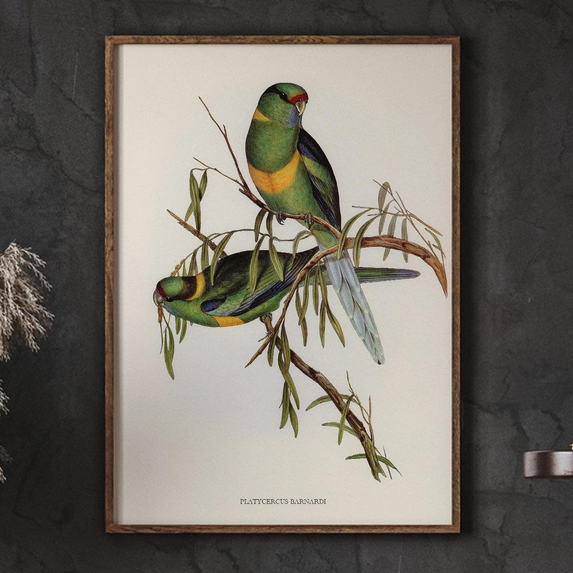 Platycercus Barnardi Vintage Green Parrots Illustration Poster