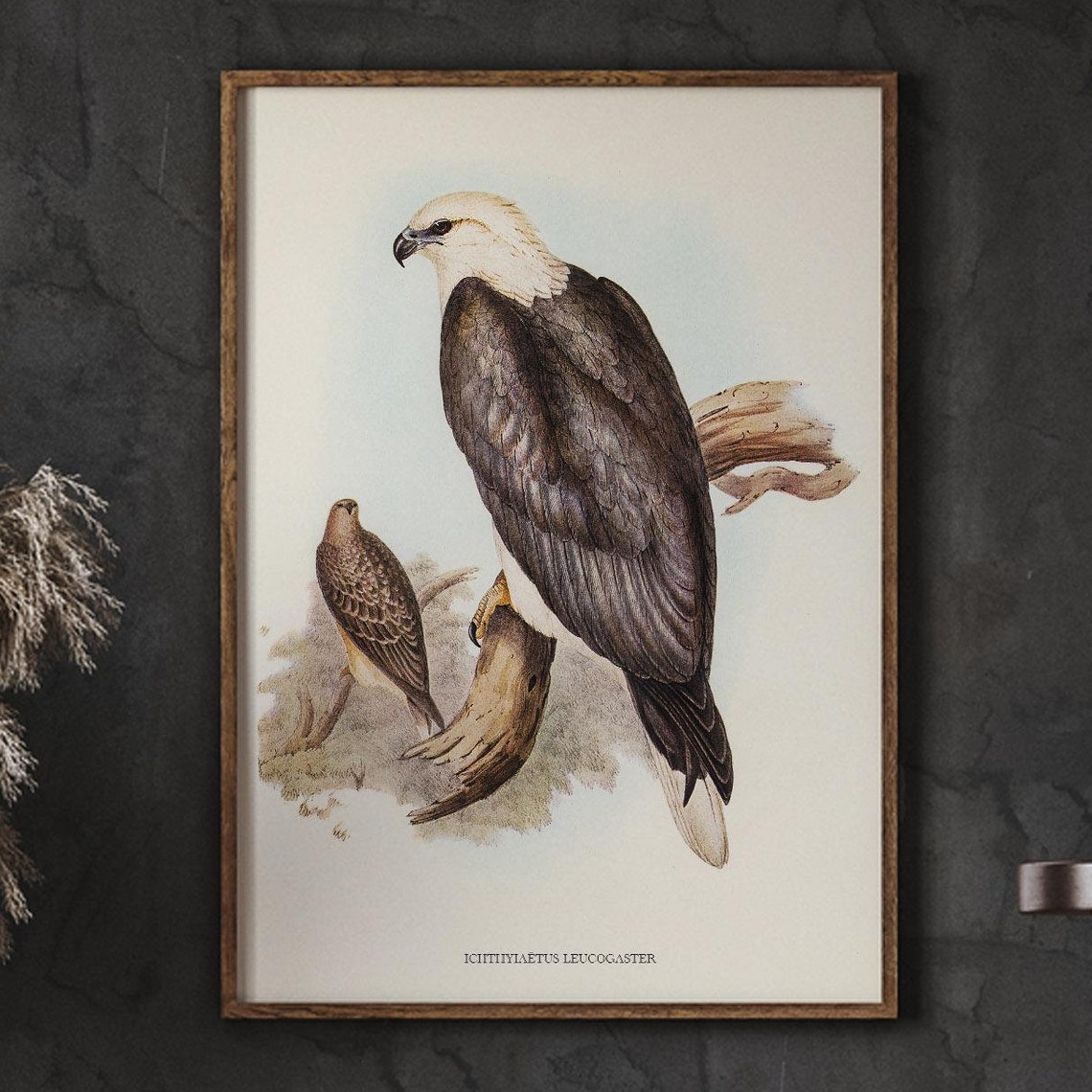 Ichthyiaetus Leucogaster Sea Eagle Vintage Illustration Poster