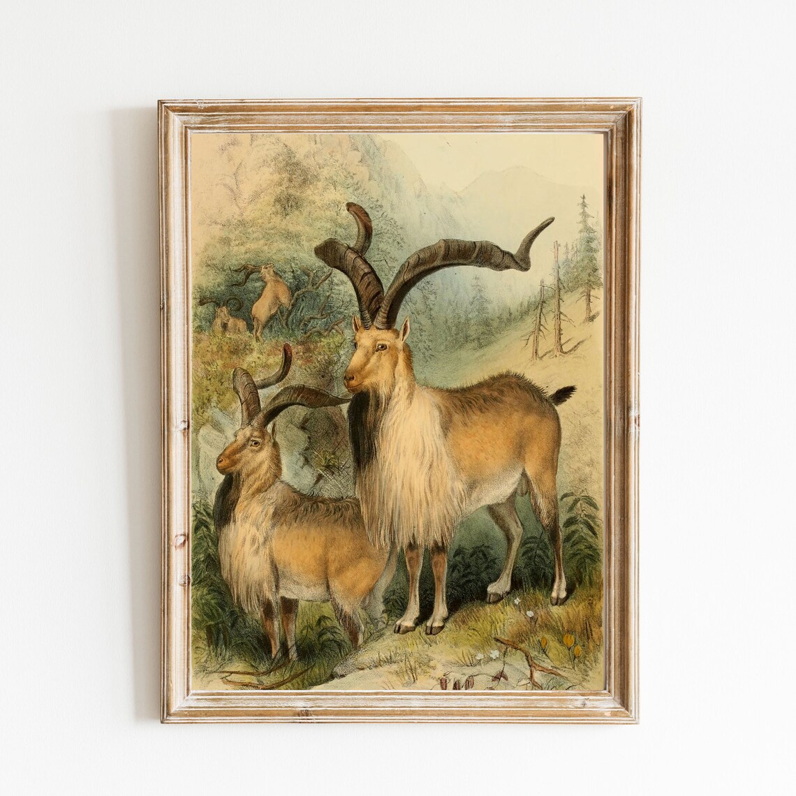 Vintage Markhor Mountain Goat Wildlife Natural History Art Poster