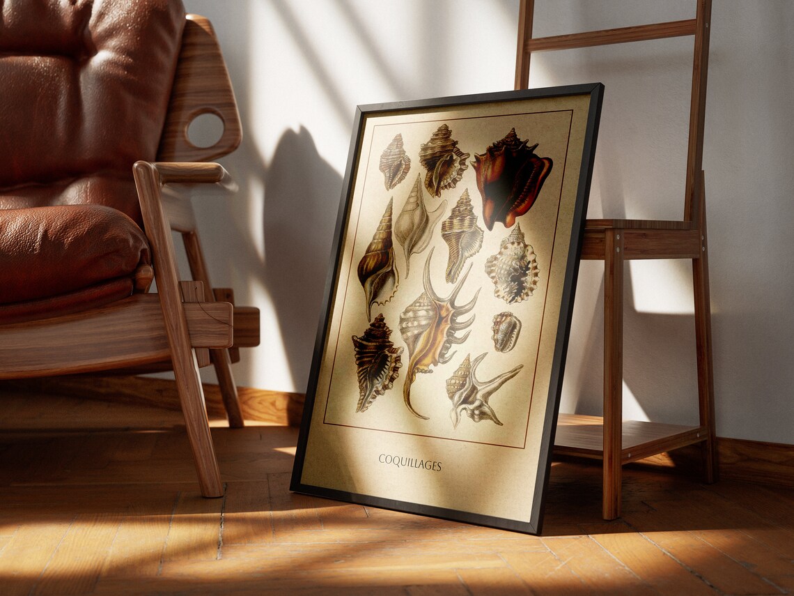 Vintage Coquillages Seashell Natural History Illustration Poster - Image 2