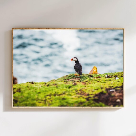 Atlantic Puffin Perched on Mossy Cliff Overlooking the Ocean Poster