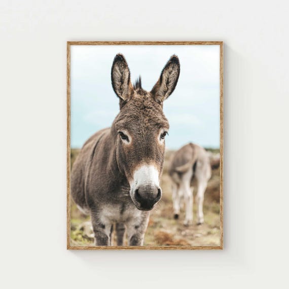 Donkey Wall Art Print Rustic Farm Animal Photography Cute Donkey Decor For Animal Lovers Art For Living Room Gift For New Home