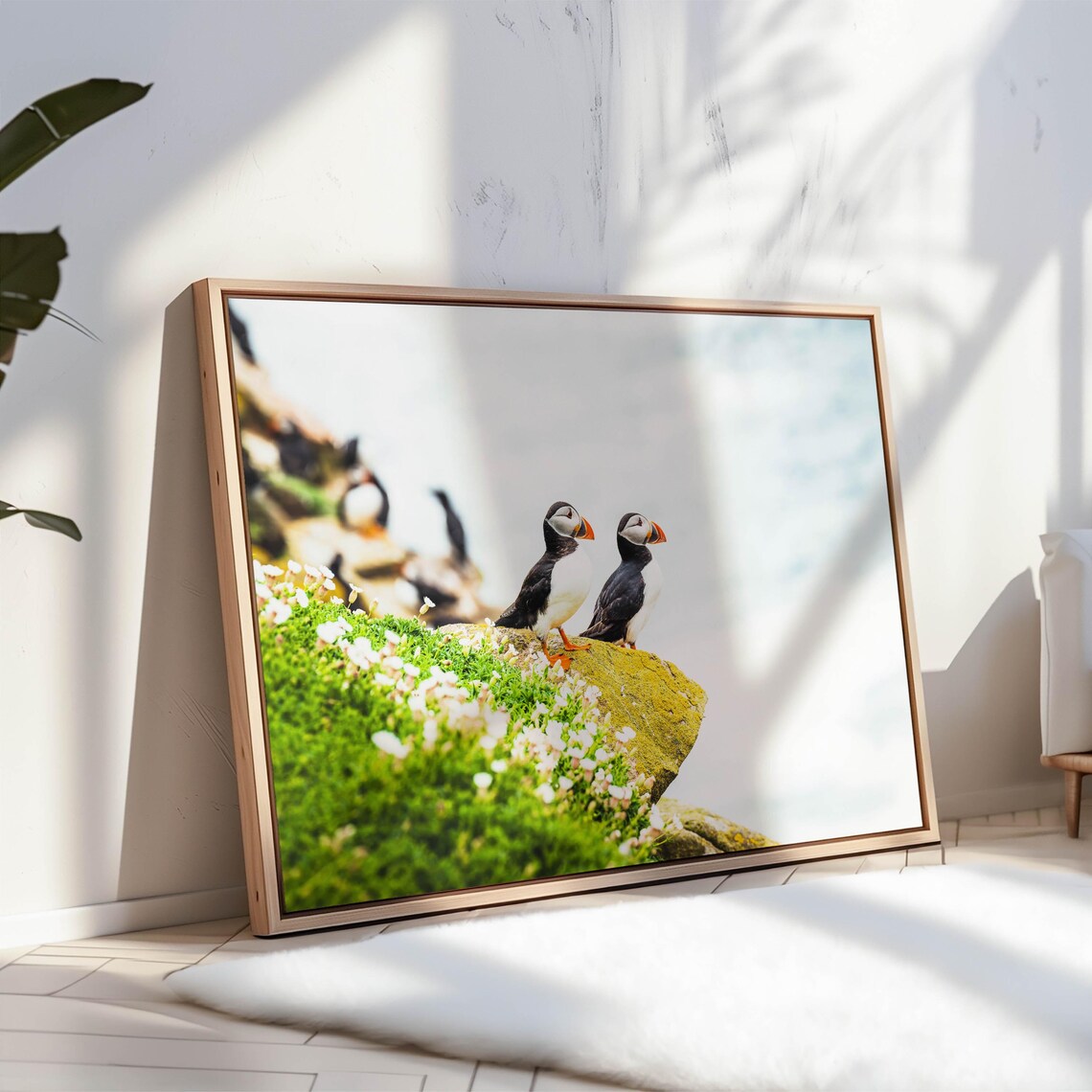 Atlantic Sea Puffins, Irish Coastline Art Print - Image 3