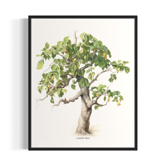 Cashew Tree Art Print Cashew Tree Wall Art Poster