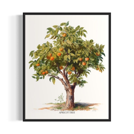 Apricot Tree Art Print Apricot Tree Wall Art Poster