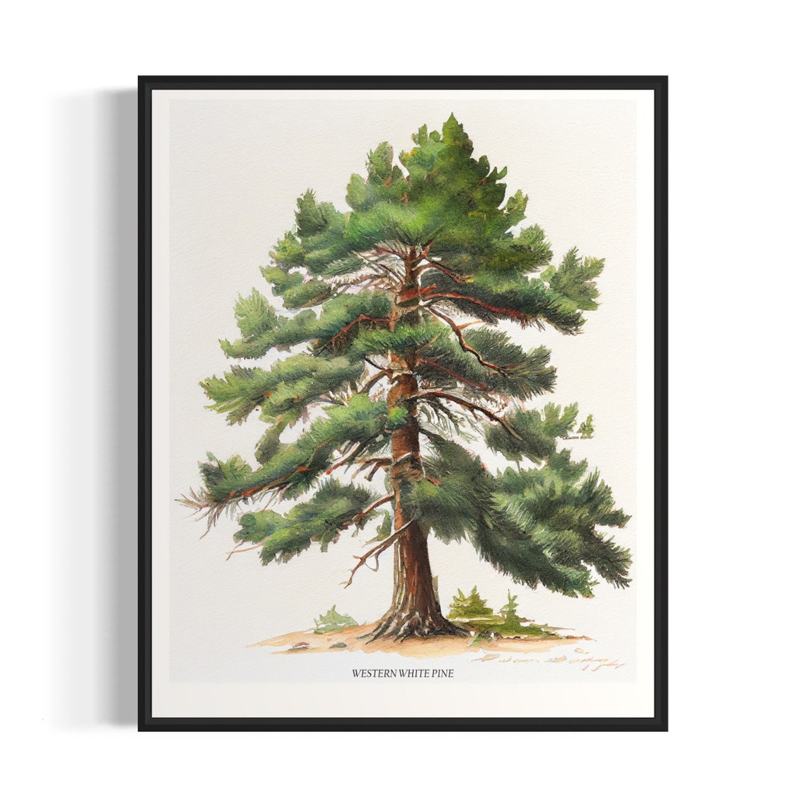 Western White Pine Tree Art Print Western White Pine Tree Wall Art Poster
