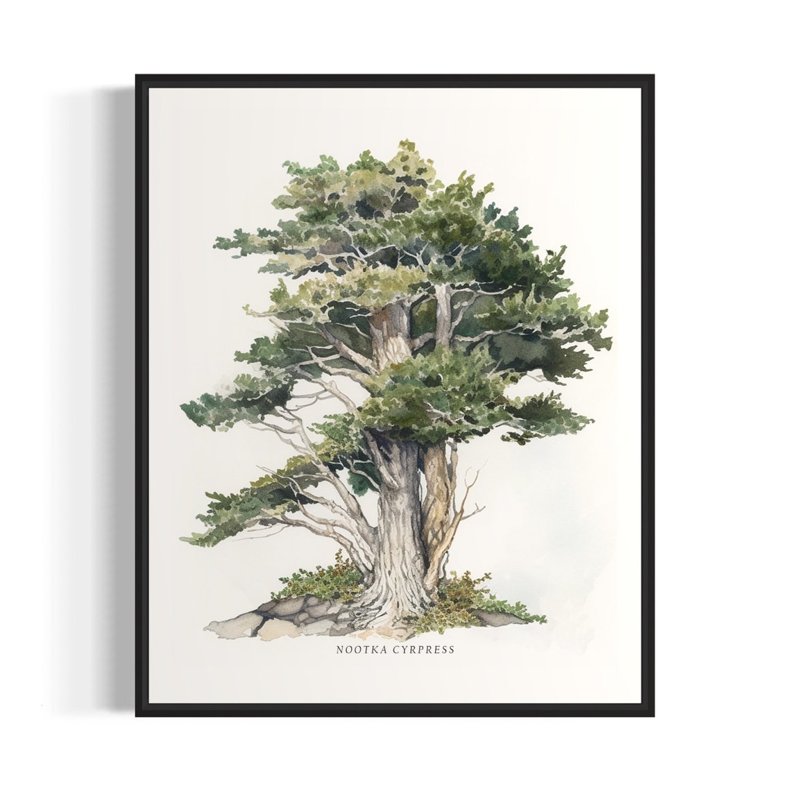 Nootka Cypress Watercolor Tall Evergreen Tree Botanical Poster