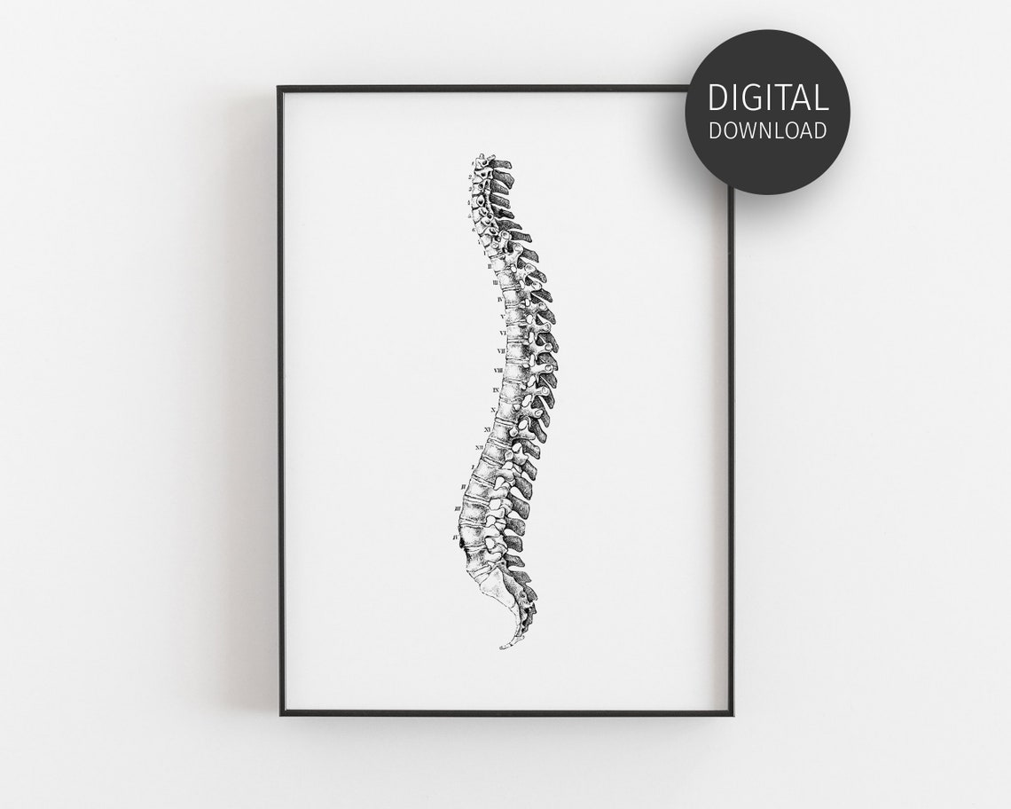 Vintage Spine Anatomy Illustration Chiropractor Medical Wall Art