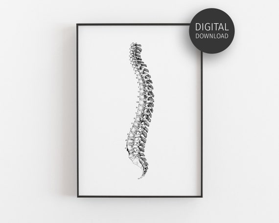 Spine Art Print Chiropractic Poster Chiro Office Decor Gift For Chiropractor Spine Anatomy Poster Spine Whisperer Wall Art