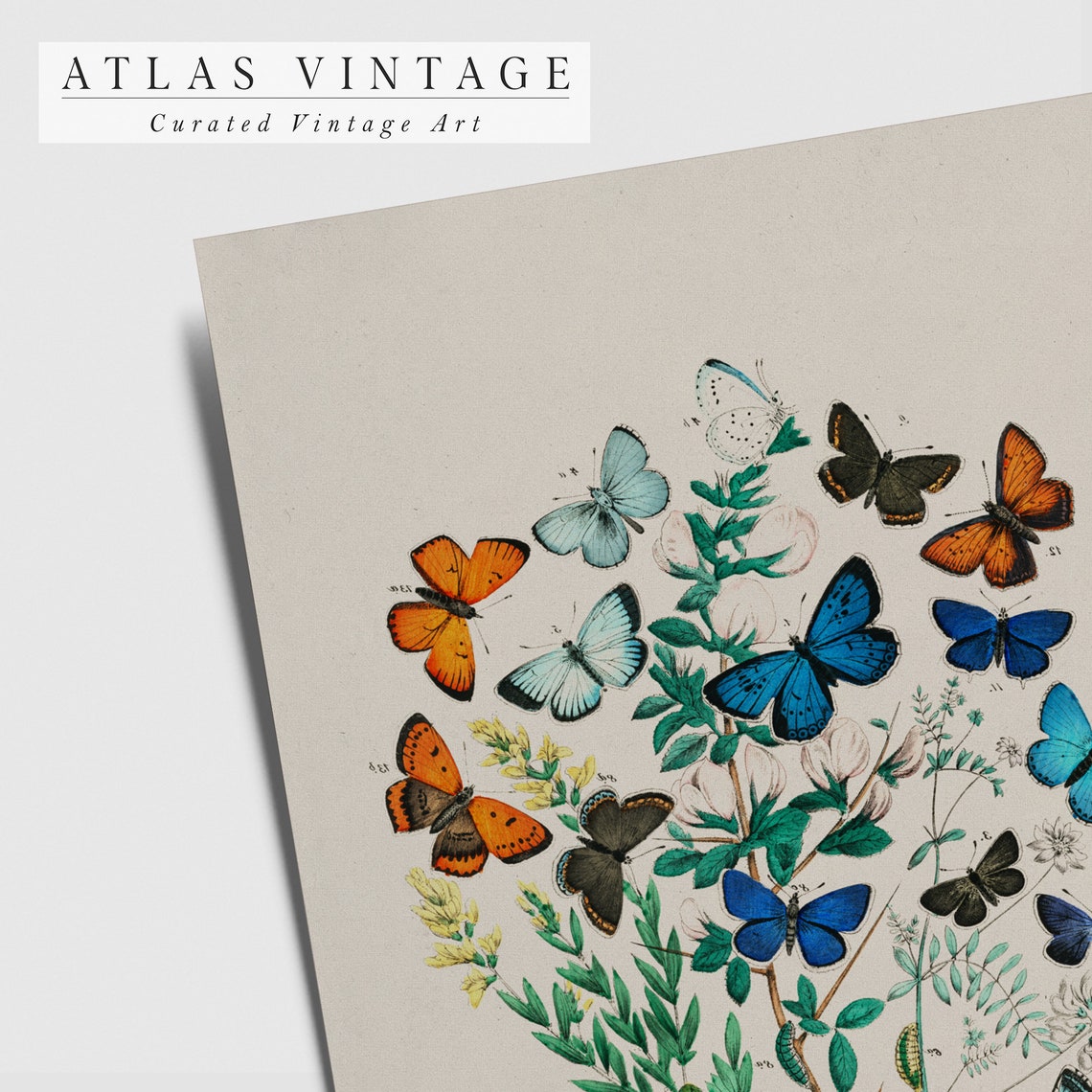 Colorful Antique Butterfly Specimen Plate On Botanical Branches Poster - Image 5