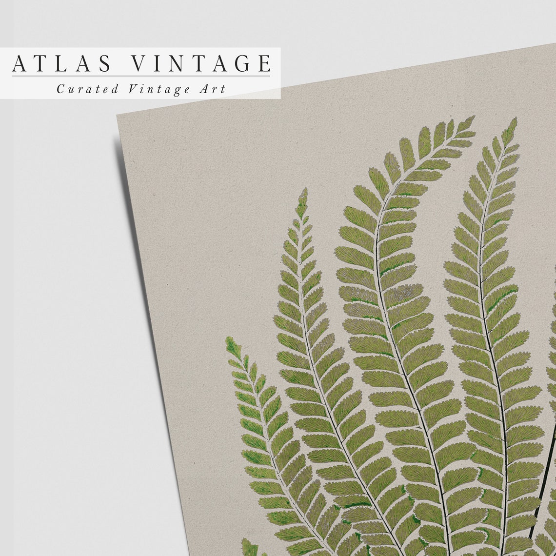 Green Fern Fronds Vintage Botanical Study in Warm Neutral Tones Poster - Image 3