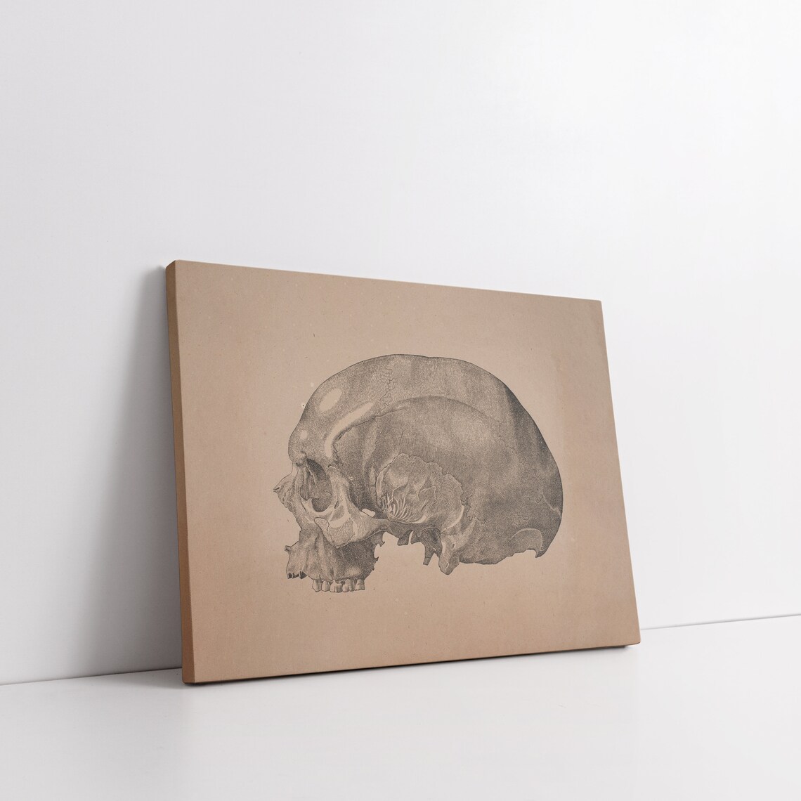 Vintage Skull Anatomy Sketch Sepia Medical Illustration Poster - Image 5