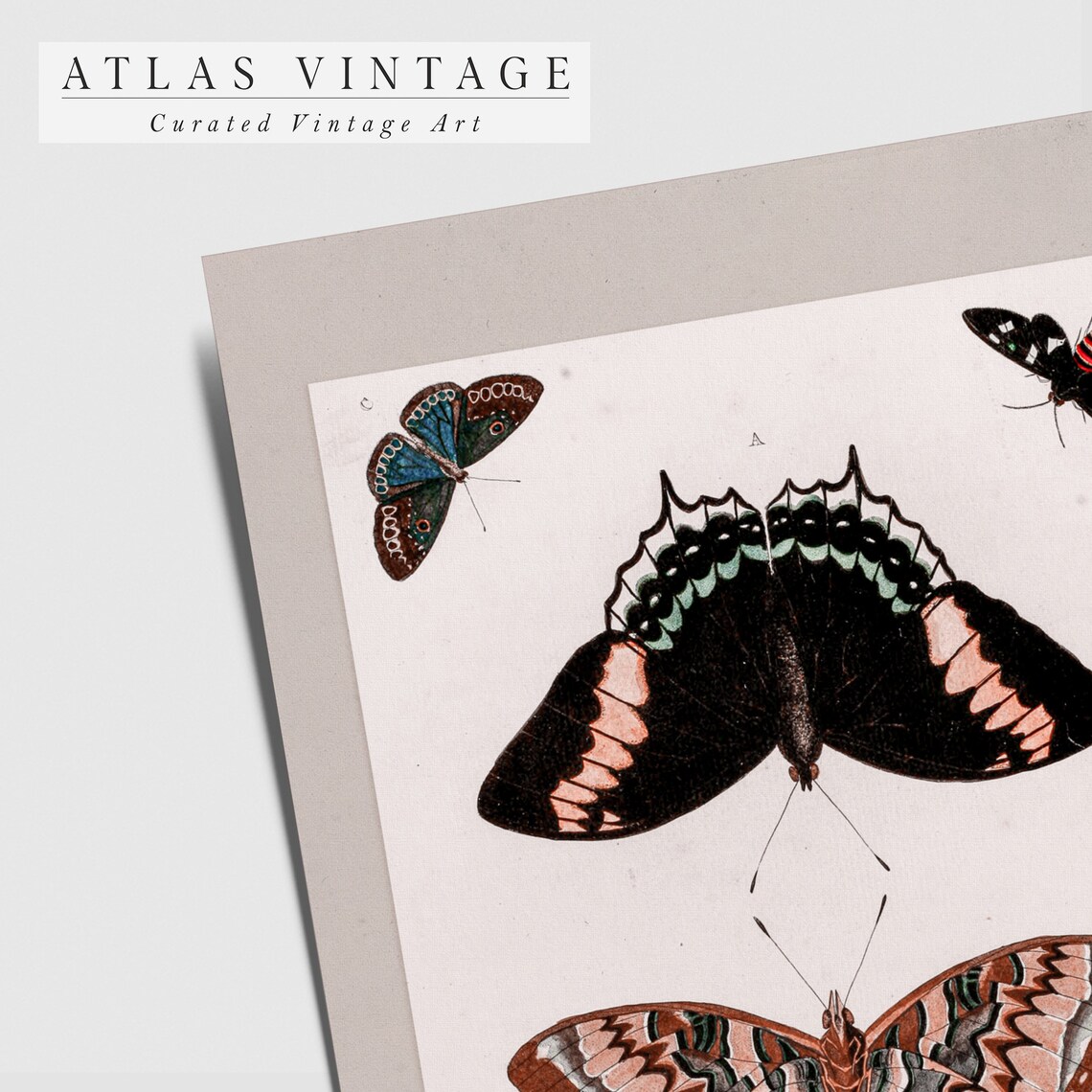 Vintage Butterfly Study Chart Six Butterflies Entomology Poster - Image 5