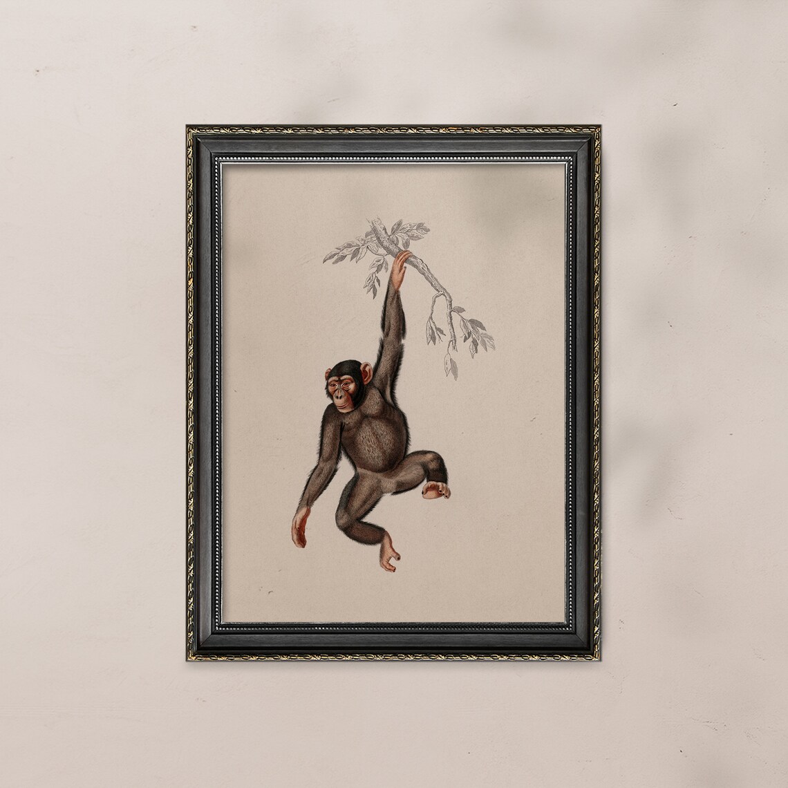 Vintage Monkey Hanging From Branch Antique Animal Illustration Safari Poster - Image 5