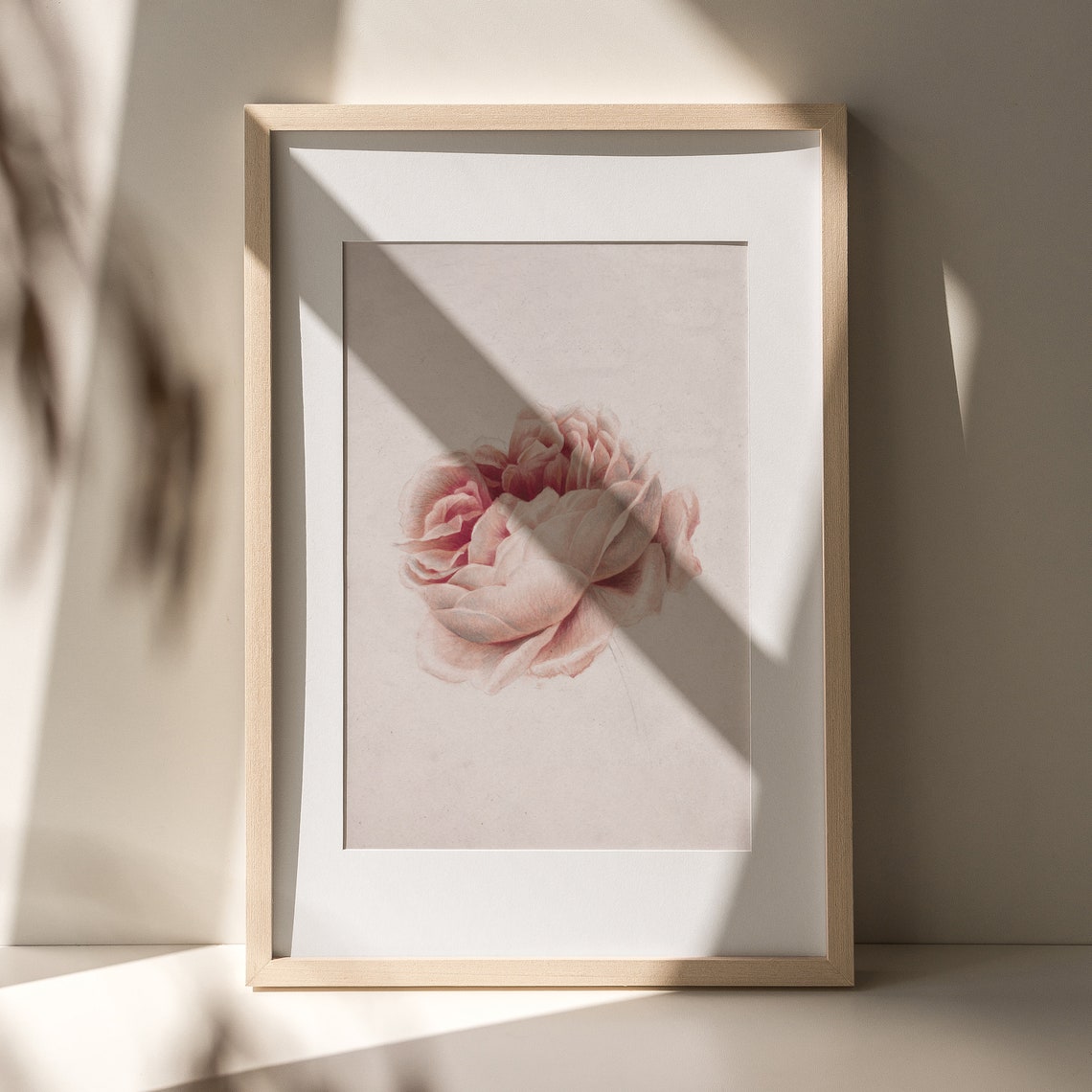 Blush Pink Peony Vintage Botanical Illustration Minimal Floral Print - Image 7