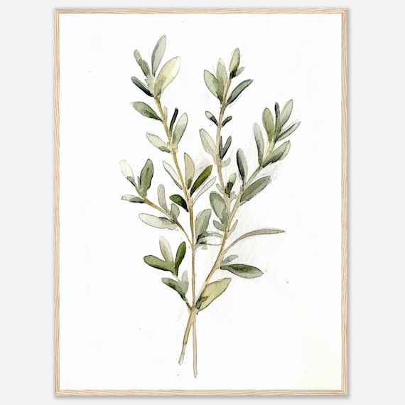 Thyme Watercolor Print Herb Wall Art Green Herbs Botanical Illustration Kitchen Dining Room Food By Nataliaayuart