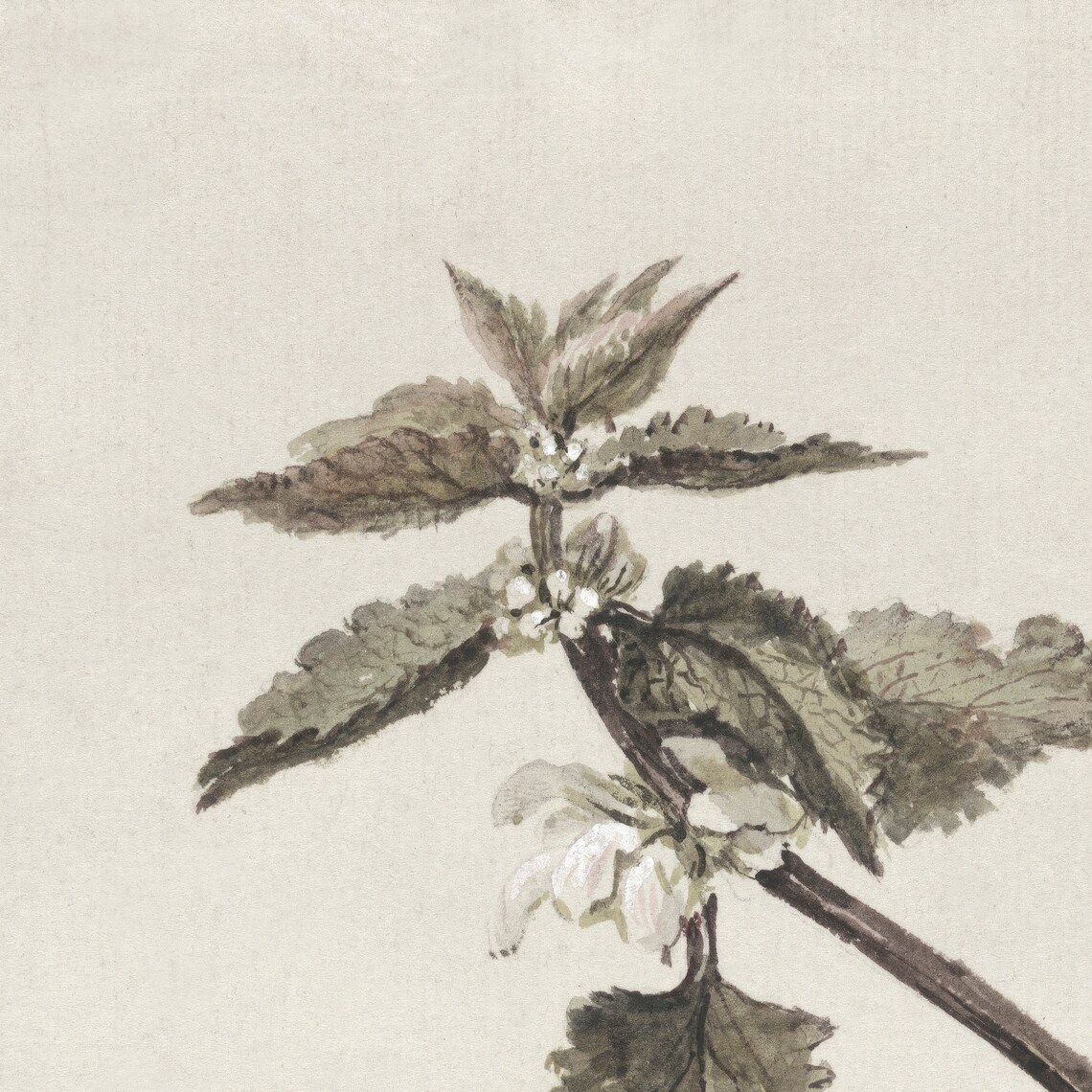 Vintage Botanical Branch Drawing, Art Print - Image 5