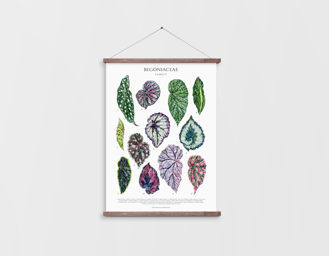 Begoniaceae Family Begonia Leaf Species Watercolor Chart Poster - Image 3