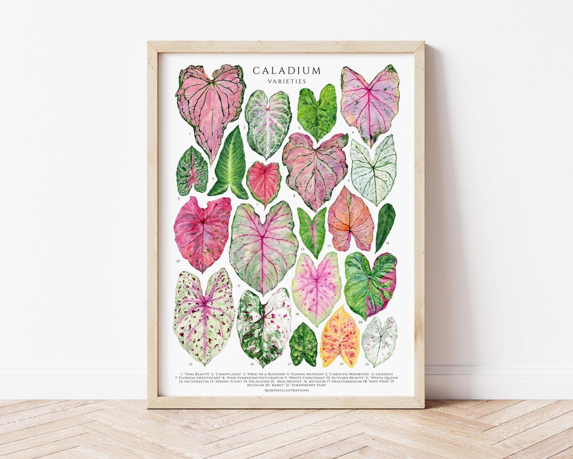 Caladium Varieties Pink Tropical Leaf Botanical Species Chart Poster - Image 3