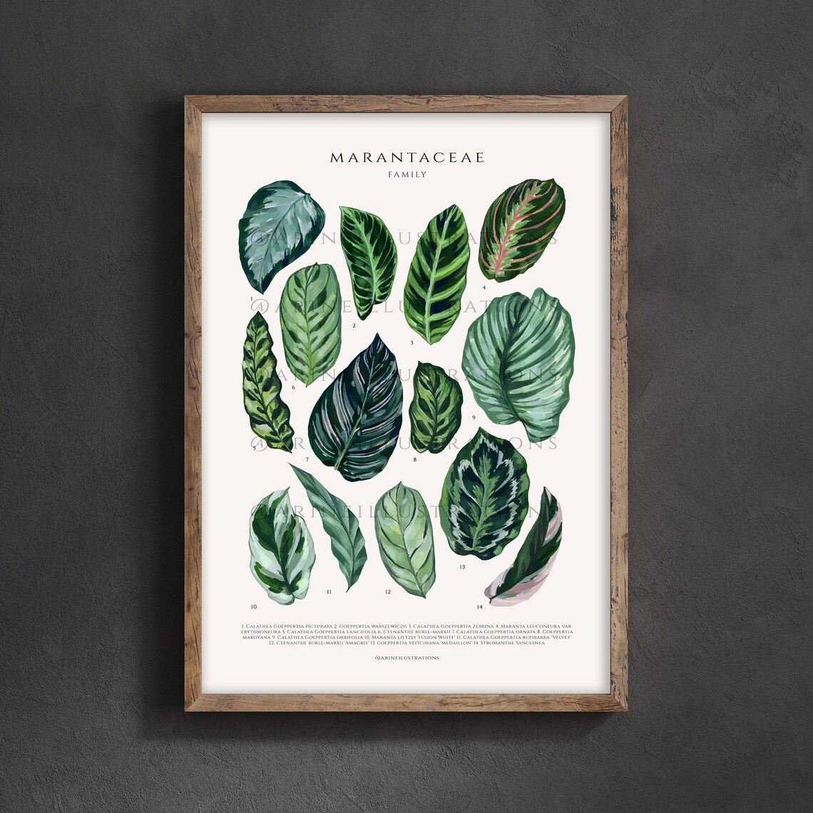 Marantaceae Family Prayer Plant Leaf Species Watercolor Chart Poster - Image 2