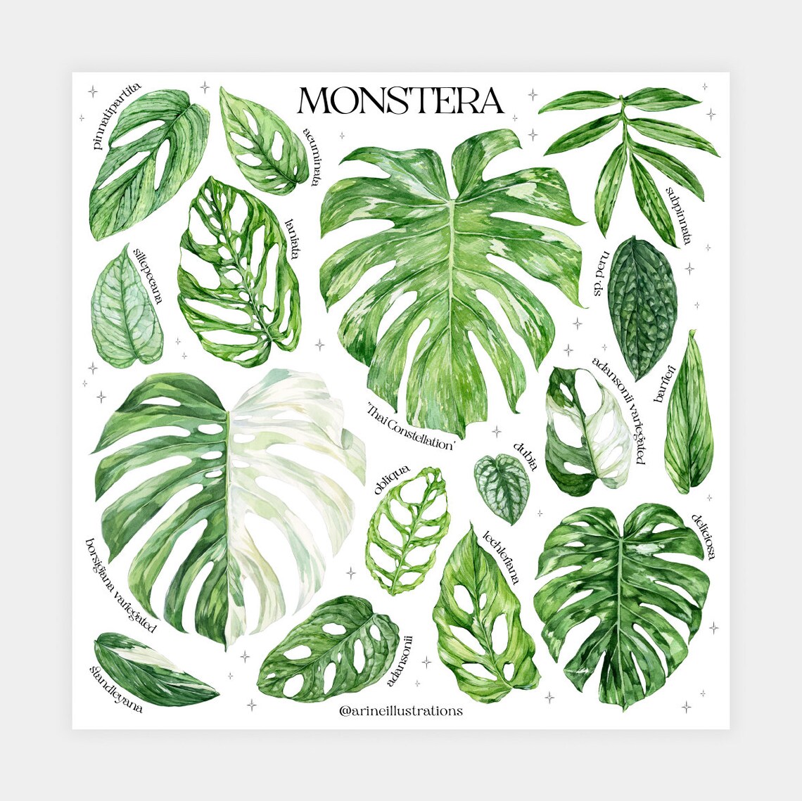 Monstera Species Deliciosa Adansonii Leaf Chart Watercolor Poster - Image 2