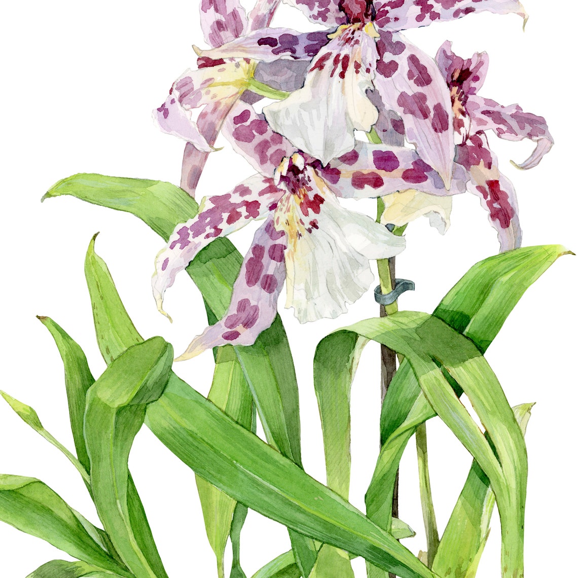 Beallara Orchid Spotted Purple Bloom Watercolor Flower Poster - Image 2