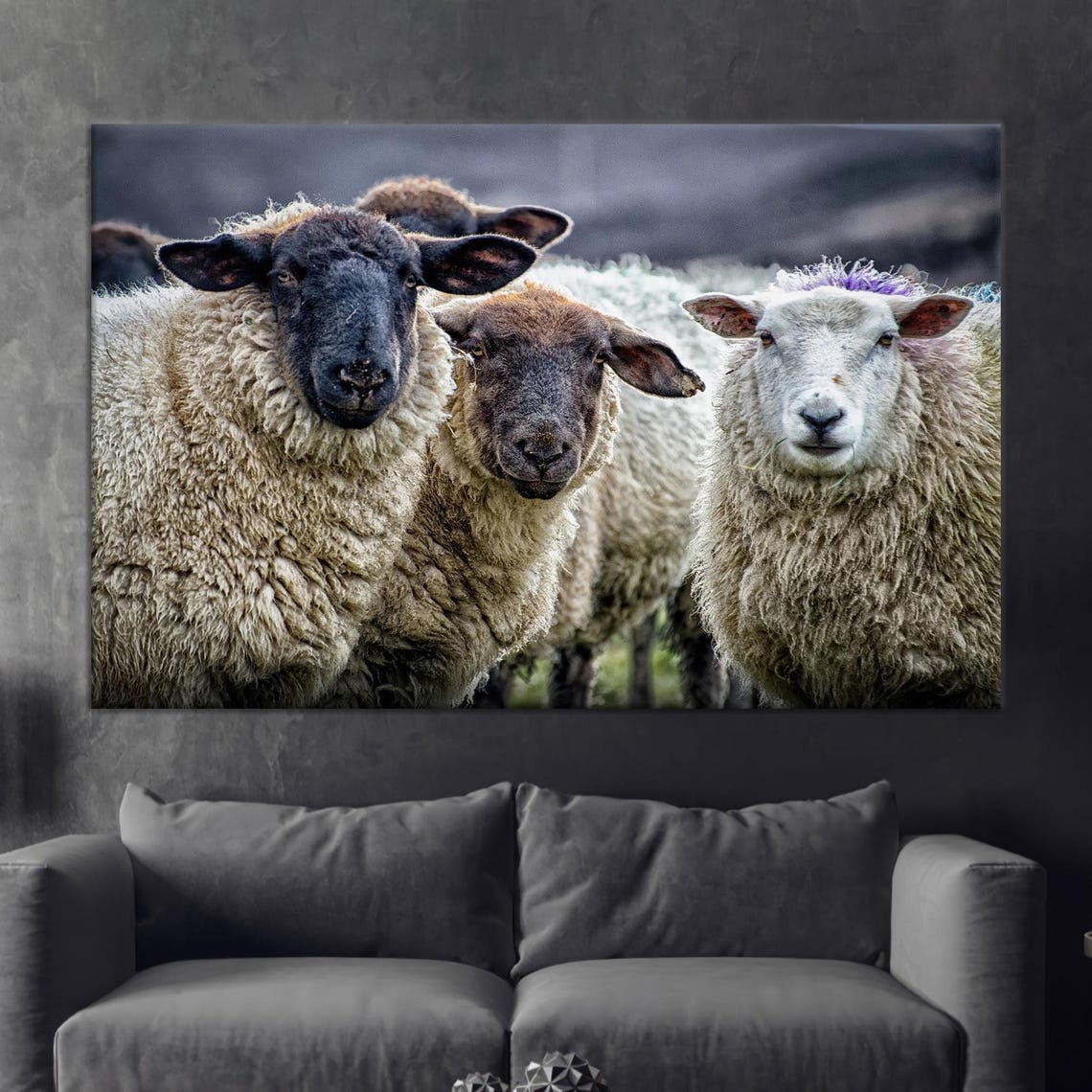 Three Fluffy Sheep Close Up Farm Animal Photography Art Poster