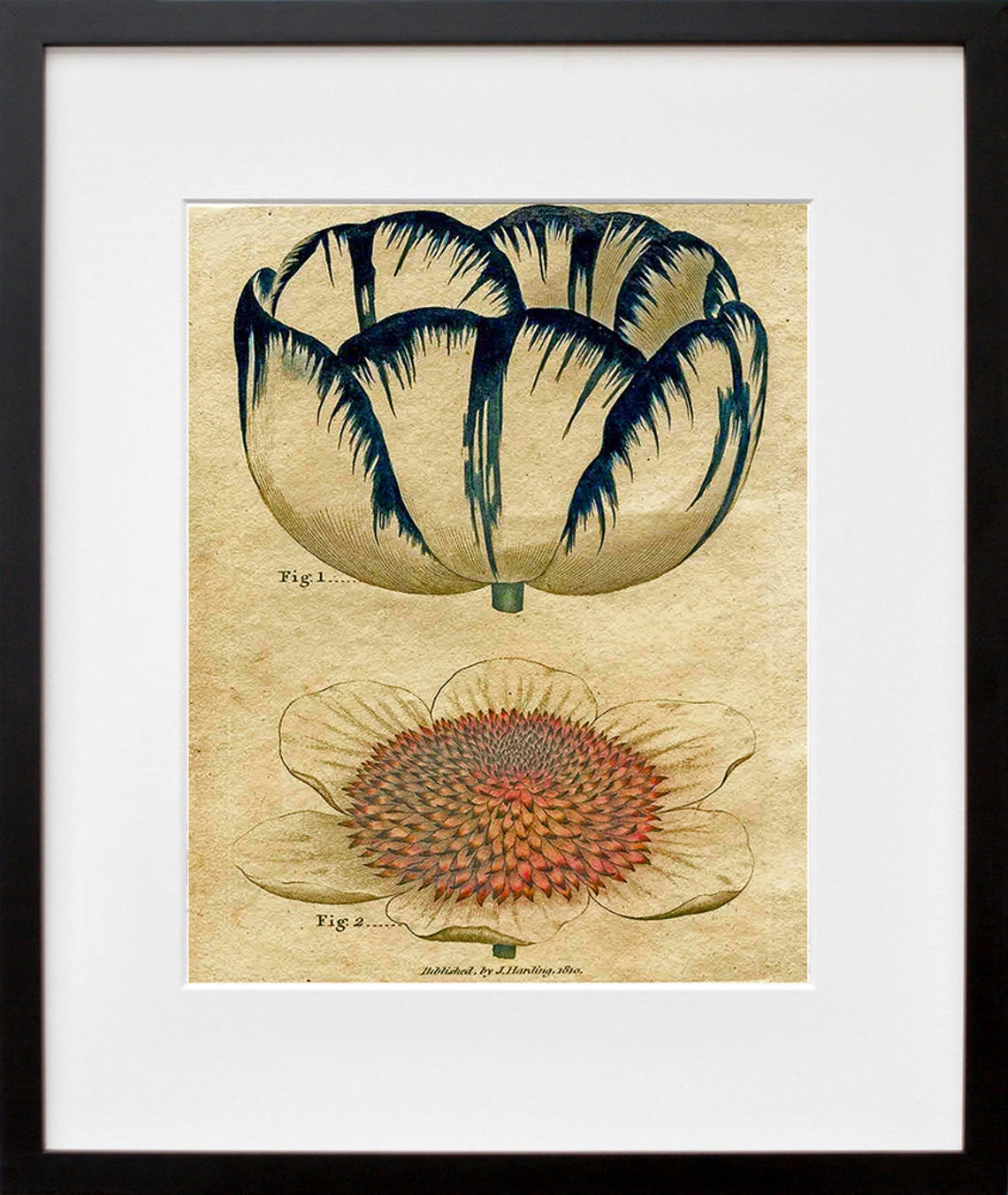 Antique 1810 Botanical Flower Engravings Fig 1 Fig 2 Vintage Art Print
