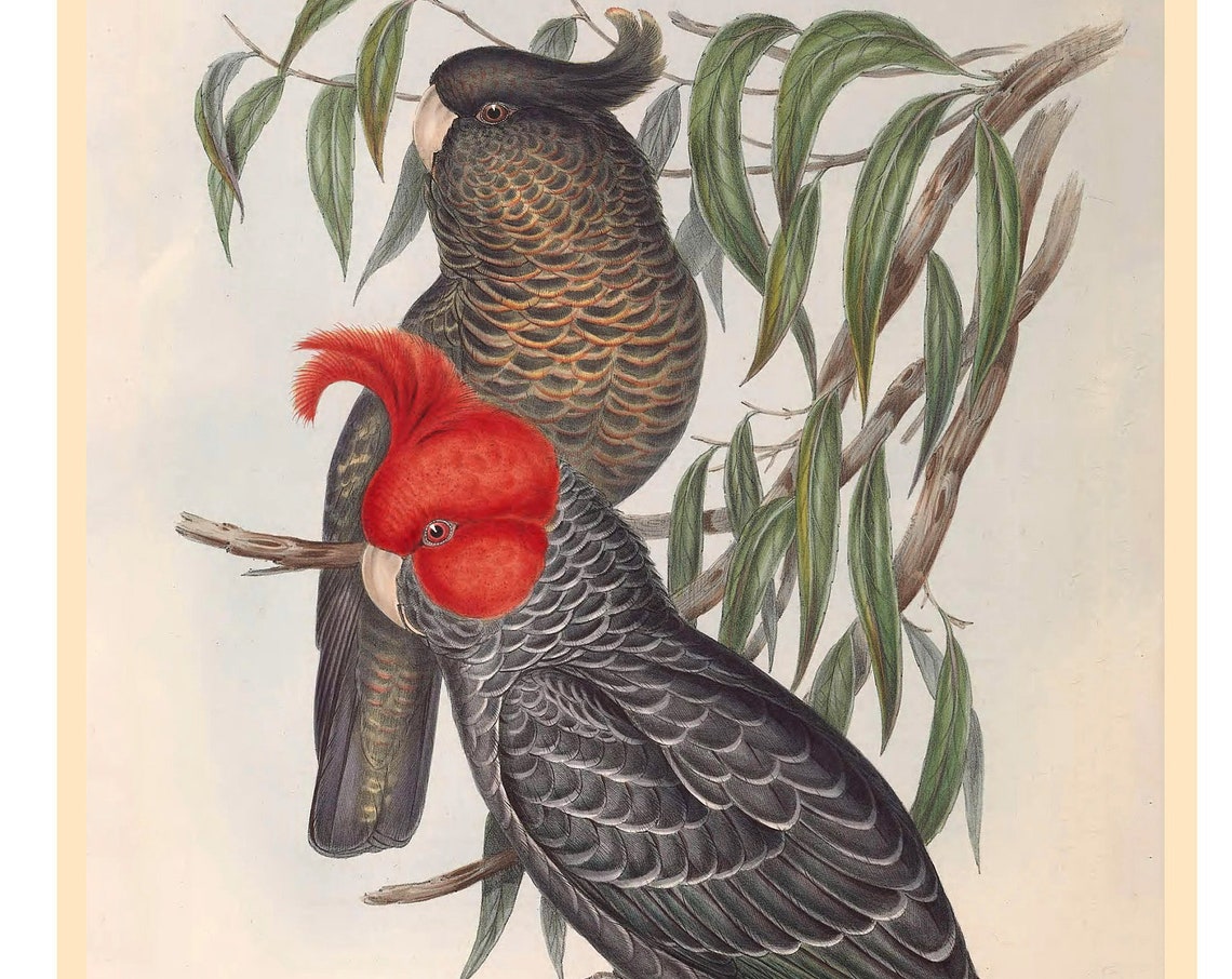 Gang Gang Cockatoo Art Print