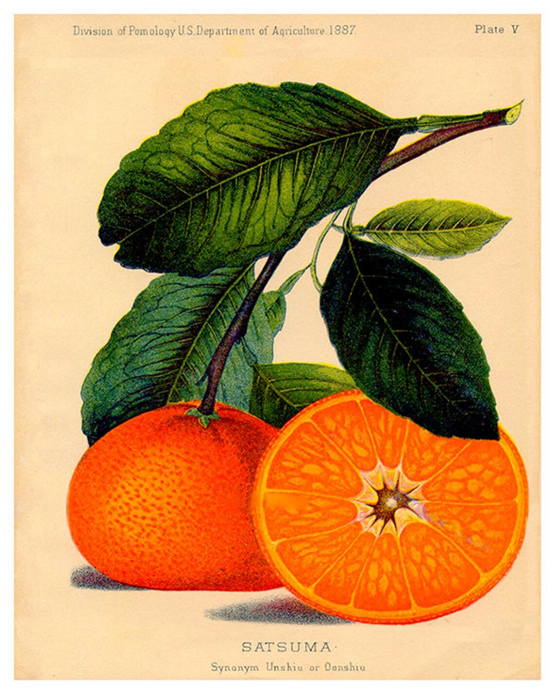 Oranges Kitchen Art Print, Food Wall Decor - Image 2