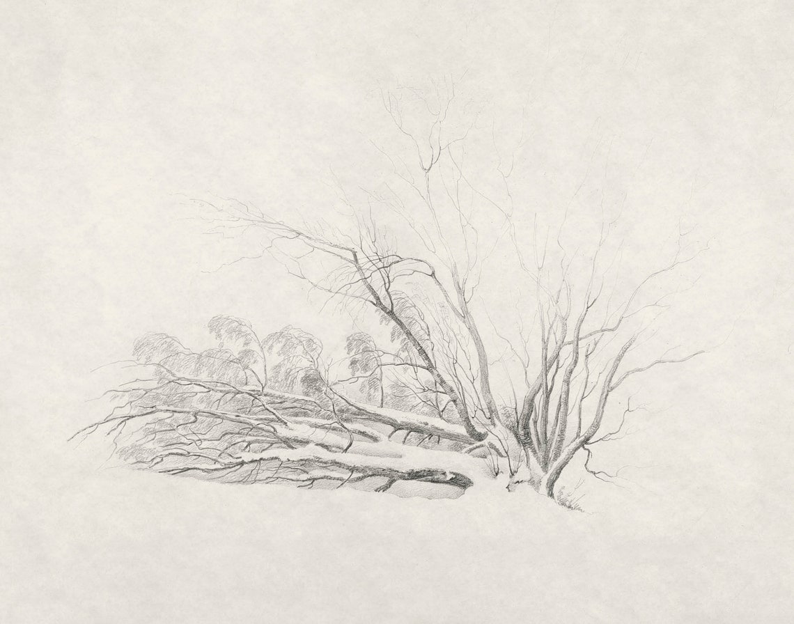 Tree Sketch Vintage Sketch Winter Prints Tree Drawing Antique Drawing Vintage Art Art - Image 3