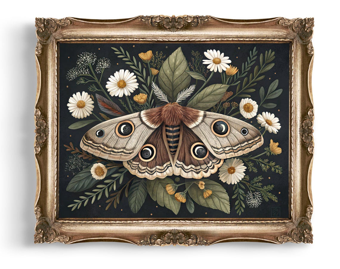 Eyespot Moth With Daisies Dark Botanical Illustration Poster