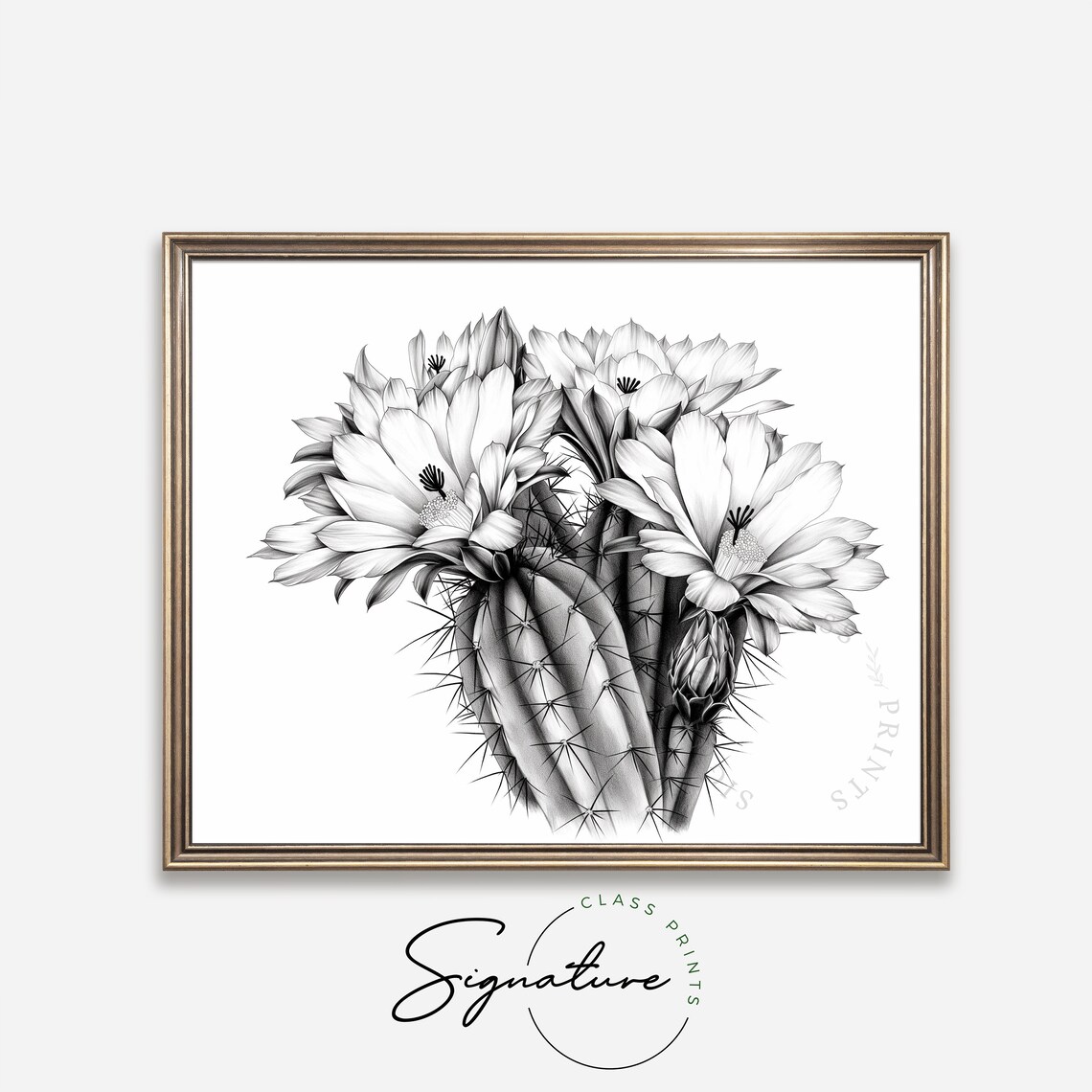 Blooming Cactus Flowers Black And White Botanical Sketch Art Poster - Image 4