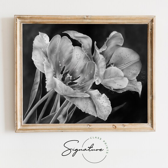Tulips With Morning Dew Dramatic Black Close Up Bloom Floral Poster