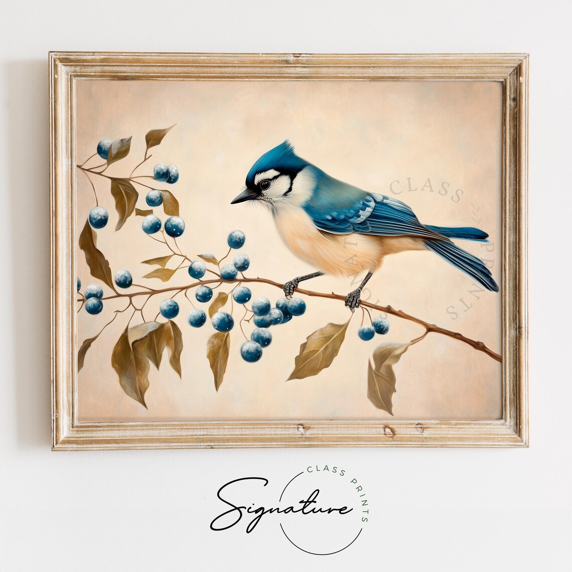 Vivid Blue Jay With Frosty Blue Berries Rustic Winter Bird Poster