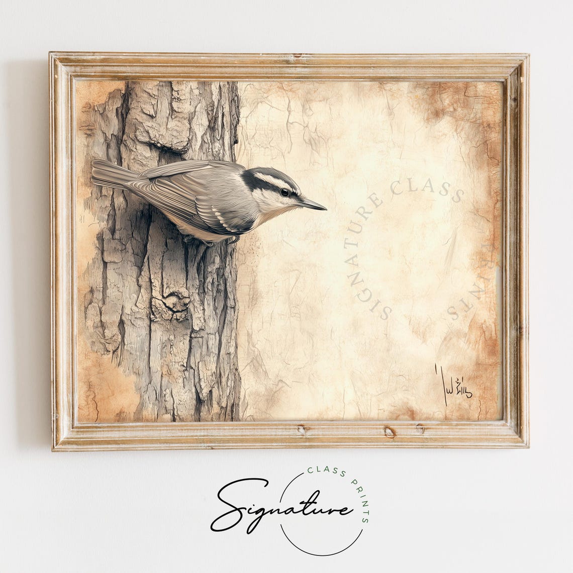 Nuthatch Bird Climbing Tree Trunk In Sepia Sketch Style Poster